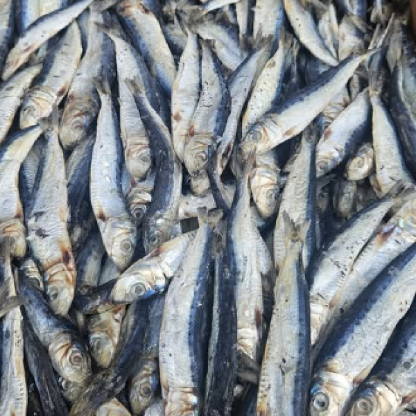 Sri Products Premium Dried Keeramin – 500g / 1kg – Naturally Dried, Sri Lanka