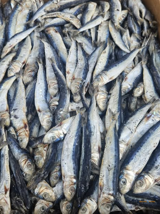 Sri Products Premium Dried Keeramin – 500g / 1kg – Naturally Dried, Sri Lanka