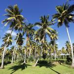 Unveil the Tropical Treasure: Your Guide to Our Sri Lankan Coconut Products Collection