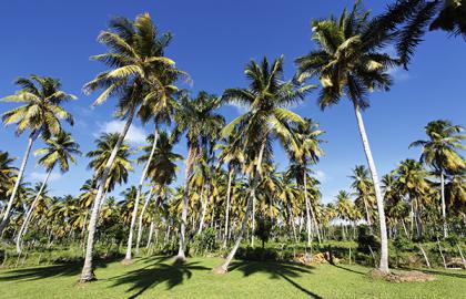 Unveil the Tropical Treasure: Your Guide to Our Sri Lankan Coconut Products Collection