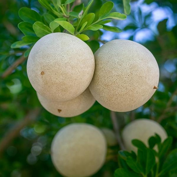 Wood Apple Powder