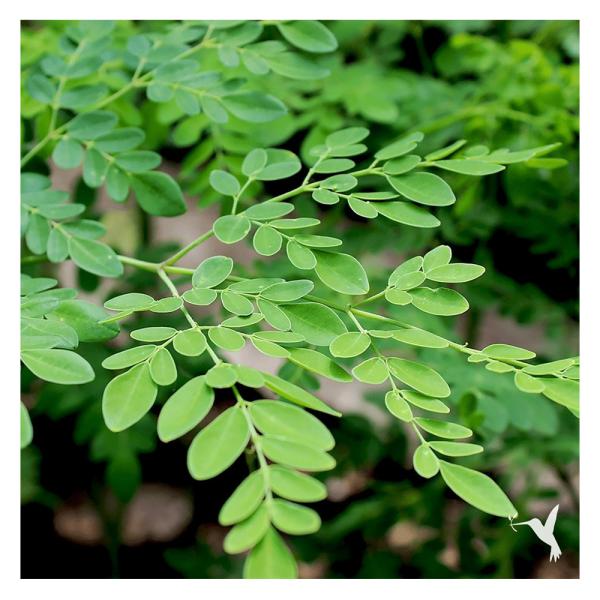 Moringa Leaves Powder