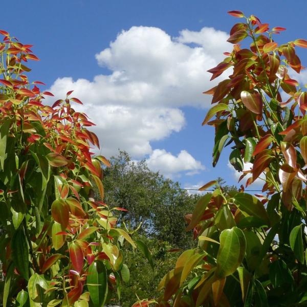 Cinnamon Powder (True Ceylon Cinnamon)