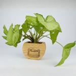 Wooden Pot – Pine & Bamboo Blend (12x10x6 cm)