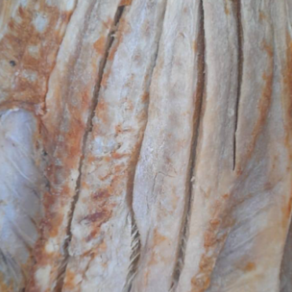 Sri Products Premium Dried Katta (Queen Fish) – 500g / 1kg – Naturally Dried, Sri Lanka