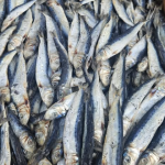 Sri Products Premium Dried Keeramin – 500g / 1kg – Naturally Dried, Sri Lanka