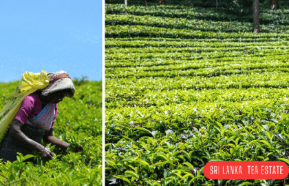 Discover the Rich Flavors of Sri Lankan Tea
