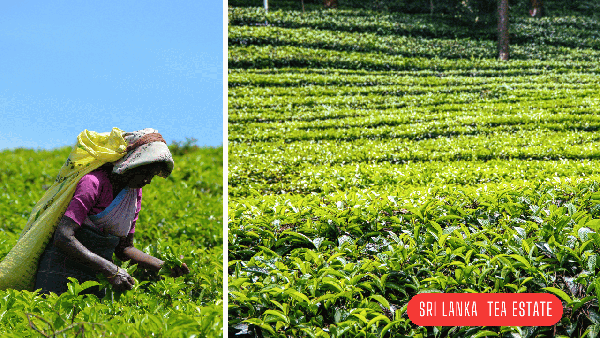 Ceylon Tea Estate